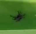 Aratus pisonii