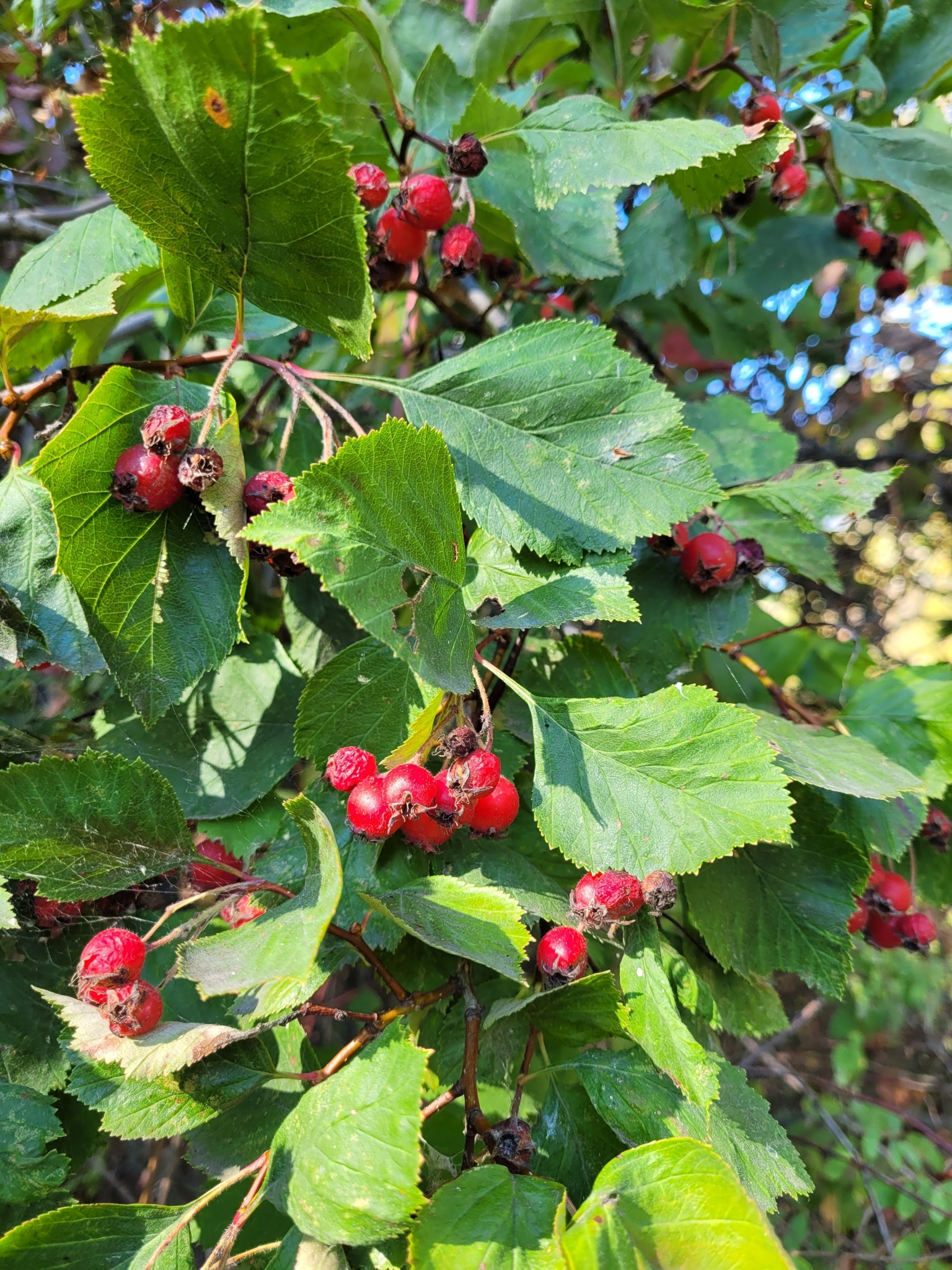 Crataegus phippsii