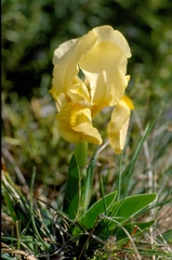 Iris lutescens