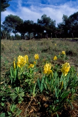Iris lutescens