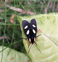 Androloma disparata