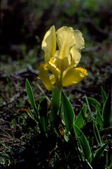 Iris lutescens