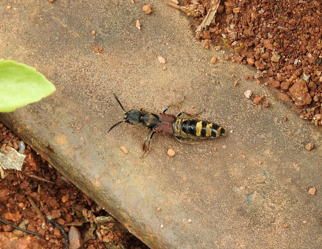 Menoedius