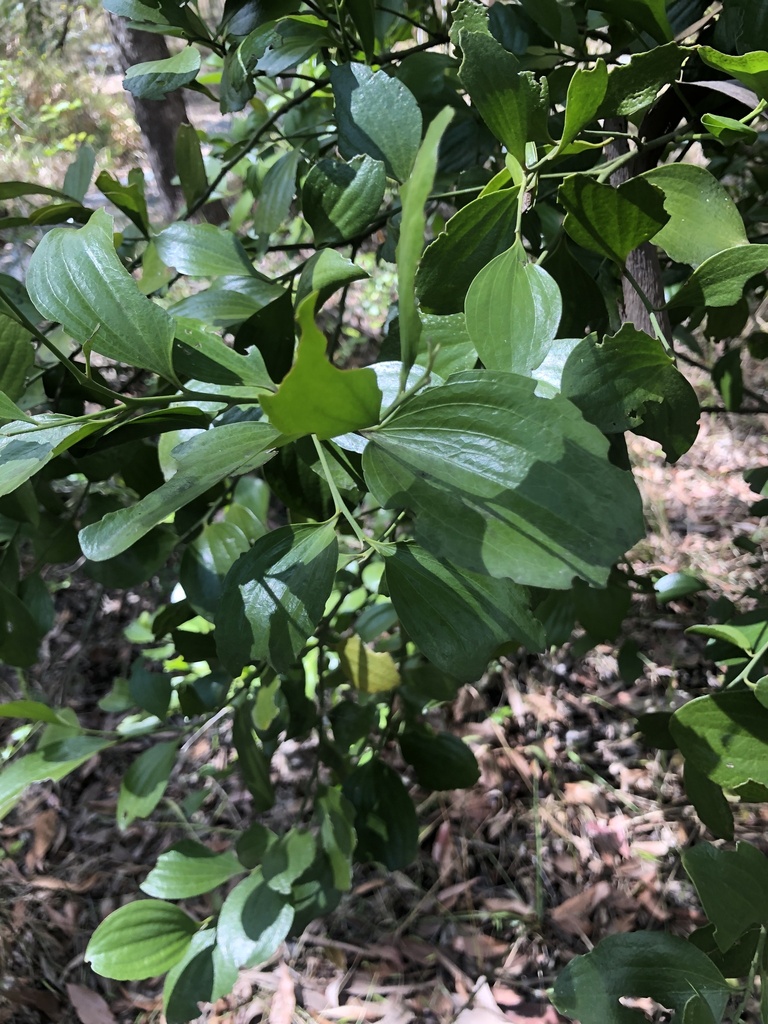 Broad Leaved Native Cherry from Mountain View Ct, Samford Valley, QLD ...