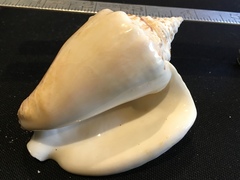 Macrostrombus costatus