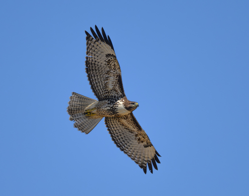 Red-tailed Hawk, photo 4 of 9