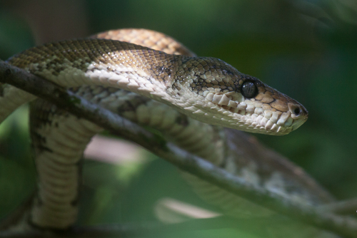 Corallus annulatus