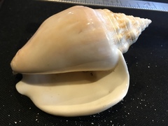 Macrostrombus costatus