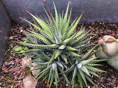 Haworthiopsis