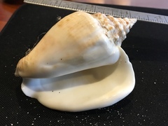 Macrostrombus costatus