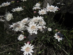 Leucheria lithospermifolia