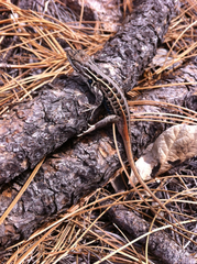Sceloporus slevini