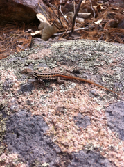 Sceloporus slevini