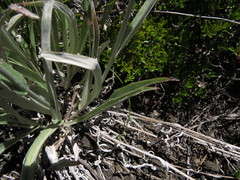 Leucheria lithospermifolia