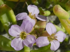 Cakile maritima maritima