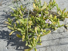 Cakile maritima maritima