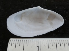 Megangulus bodegensis