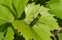 Ammophila urnaria