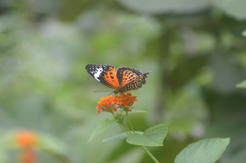 Sahyadri Lacewing