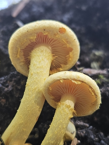Strophariaceae (Photo 4 of 8)