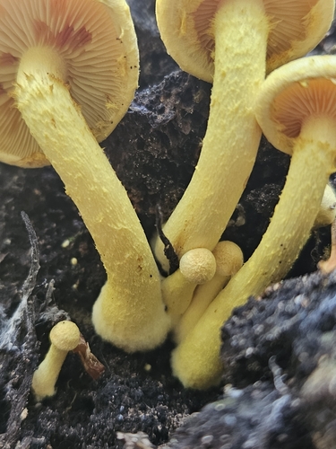 Strophariaceae (Photo 5 of 8)