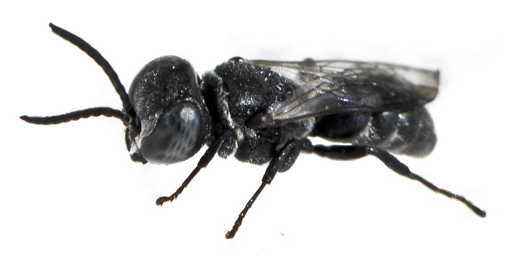 Pisonopsis