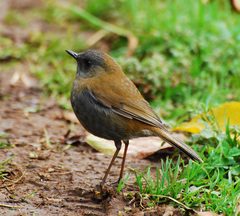 Black-Billed Nightingale-Thrush photo 5