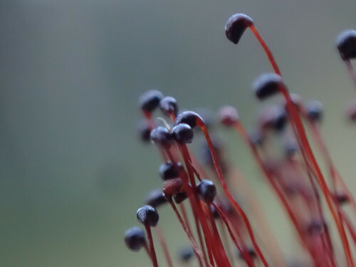 Image of Catoscopium nigritum by no rights reserved