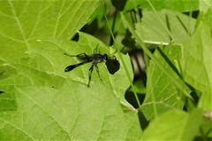 Ammophila urnaria