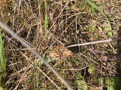 Pyrausta subsequalis