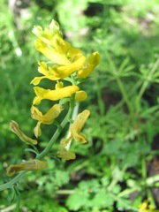 Corydalis curvisiliqua