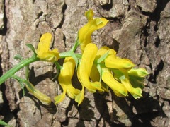 Corydalis curvisiliqua