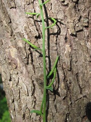 Corydalis curvisiliqua