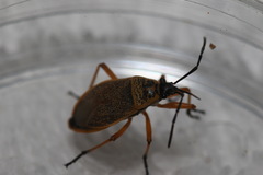Largus davisi pallidus