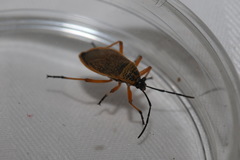 Largus davisi pallidus