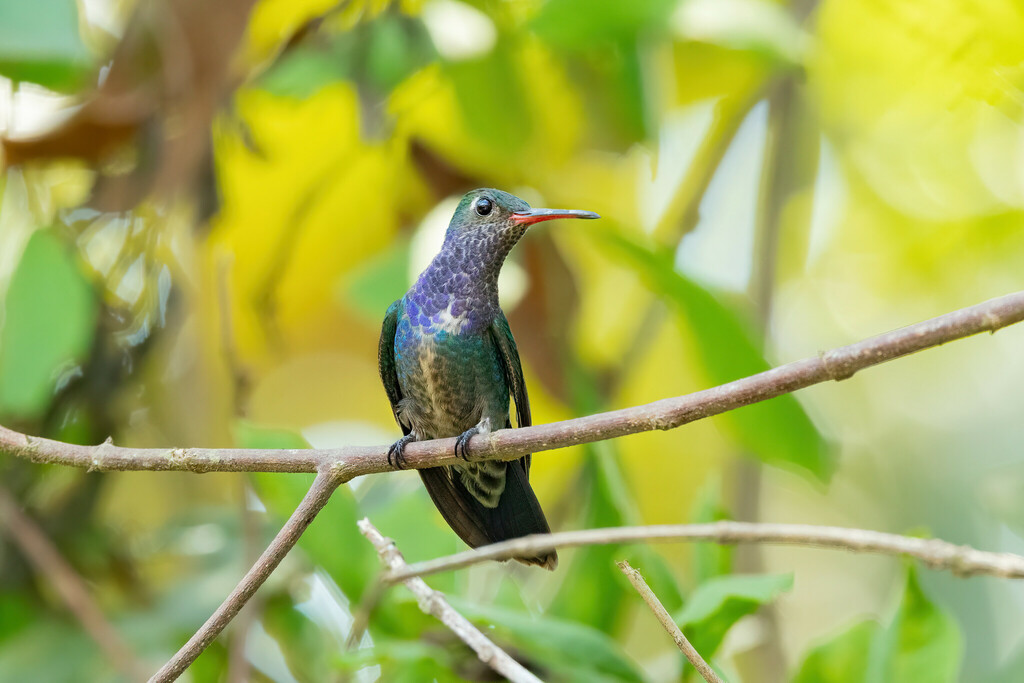Sapphire-spangled Emerald