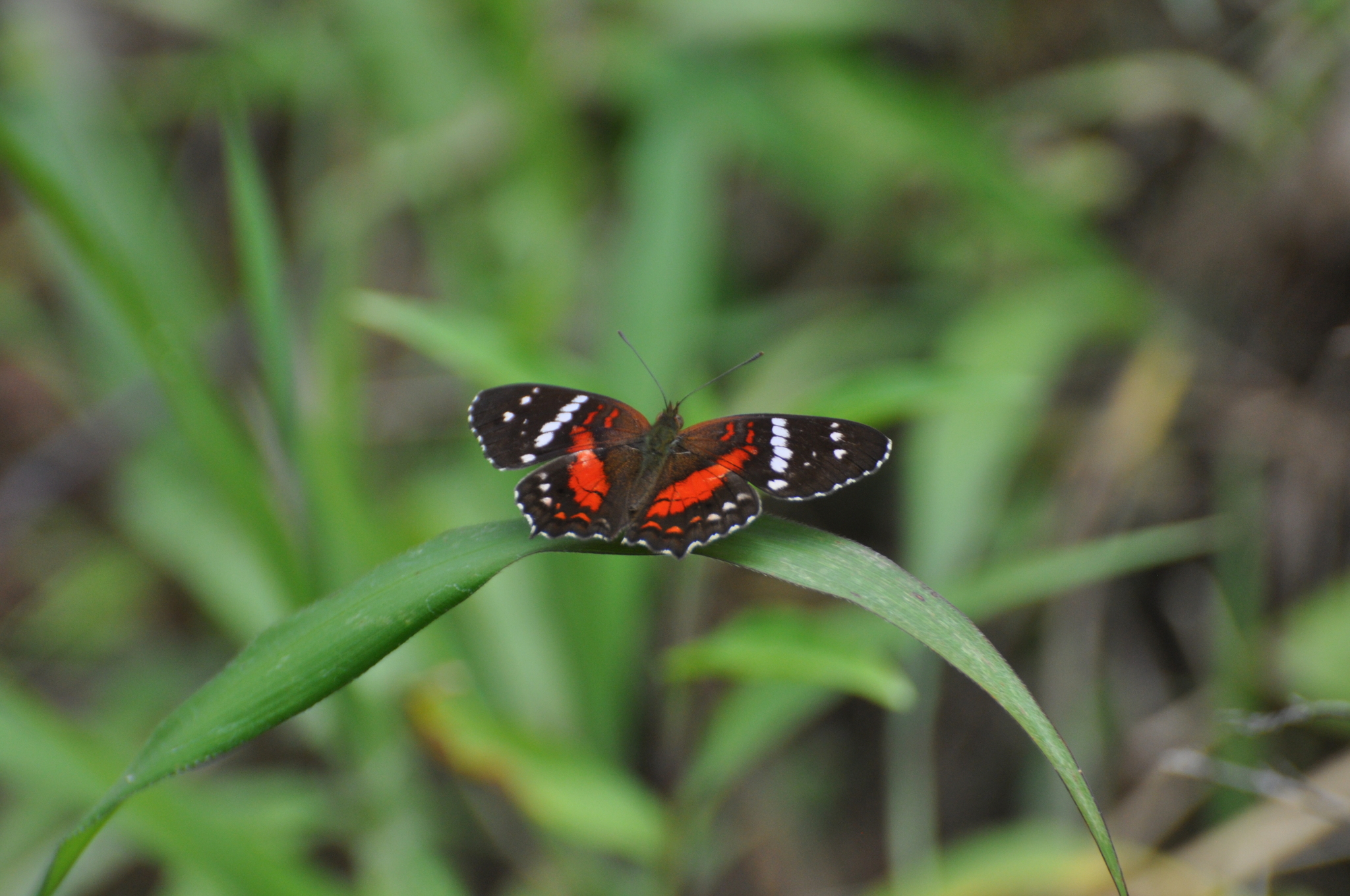Anartia image