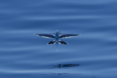 Blackspot Flyingfish photo 2