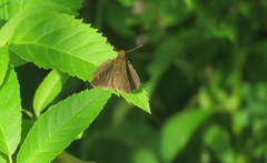 Cymaenes odilia