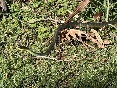 Common Tree Snake sighting