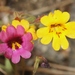 Party-colored Monkeyflower - Photo (c) James Bailey, some rights reserved (CC BY-NC), uploaded by James Bailey