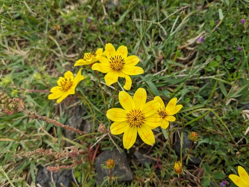 Image of Bidens macroptera by (c) Luke Lythgoe, some rights reserved (CC BY)