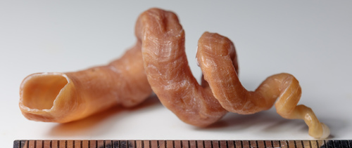 Florida Worm Snail
