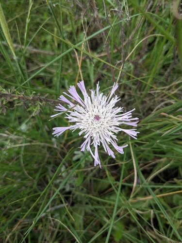 Plectocephalus varians