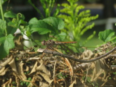 Orthemis nodiplaga