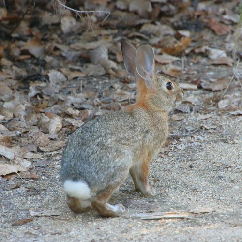 iNaturalist observation photo of Desert Cottontail