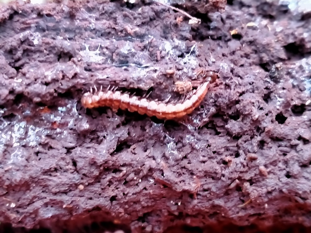 Notonesiotes