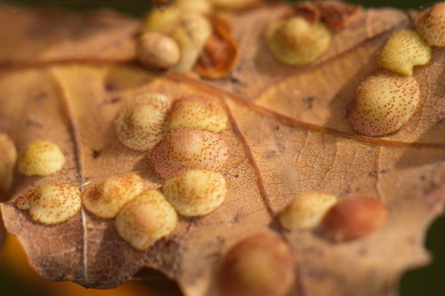 Common Spangle Gall Wasp