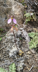 Eriochilus cucullatus