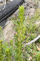 Oxylobium ellipticum